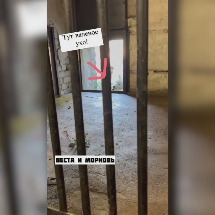 В Калининградском зоопарке рассказали, когда же волки – Веста и Велес – обретут друг друга?