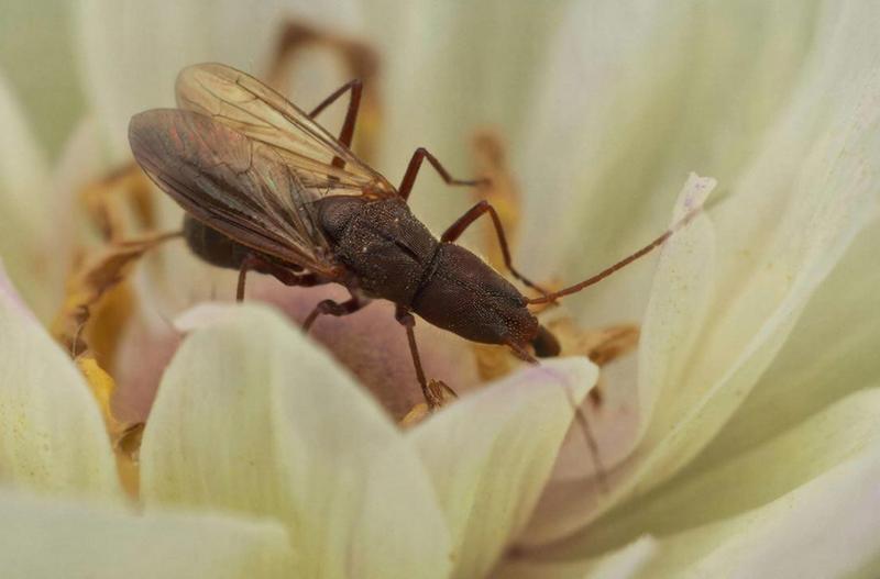 Американский паразит заставил уничтожать в Калининградской области цветы