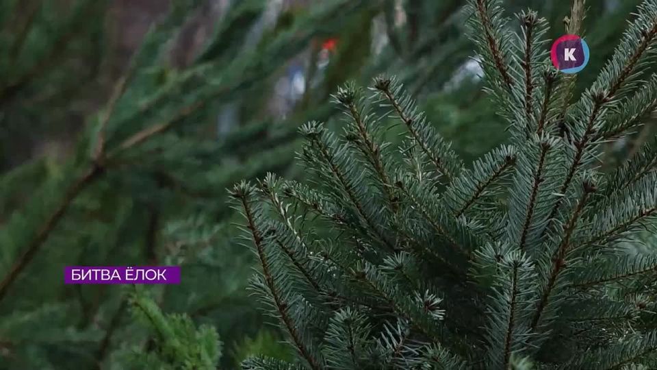 Живая или искусственная? Калининградцы рассказали, какие ёлки они выбирают