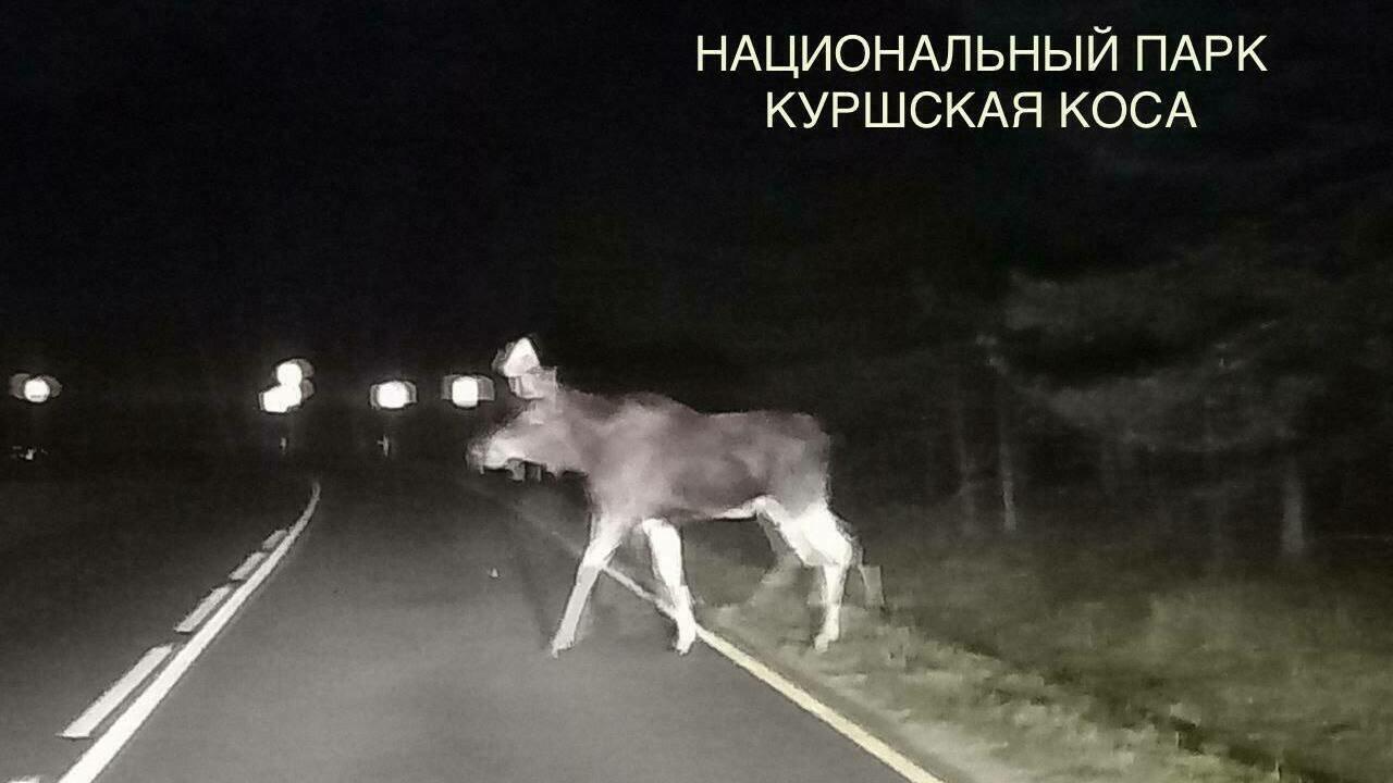 На Куршской косе ночью у дороги заметили двух лосей с детёнышем