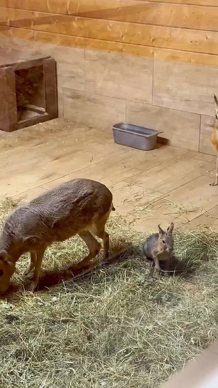 В Калининградском зоопарке появился на свет второй в этом году детёныш патагонской мары