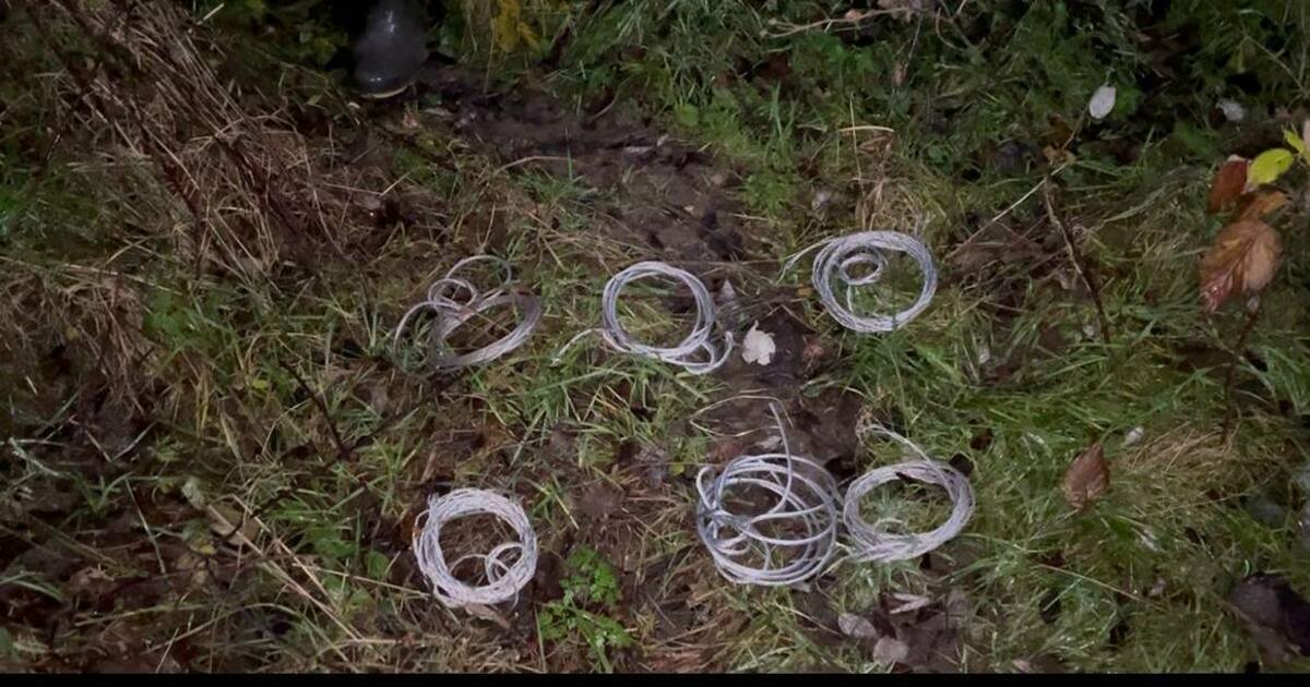 Захотел попробовать дичь: на Куршской косе задержали браконьера, который планировал расставить петли на животных