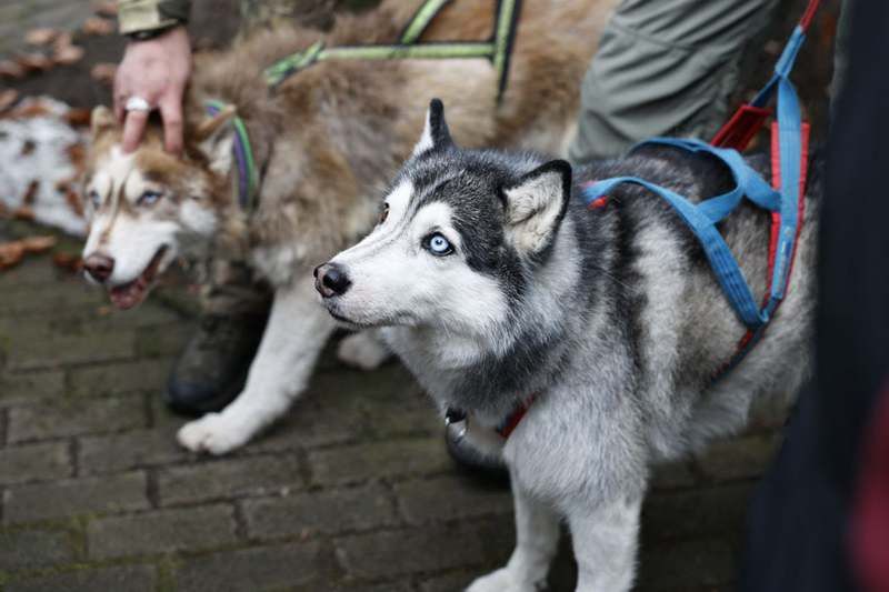 В центре реабилитации в Ладушкине бойцам помогают голубоглазые «психологи»