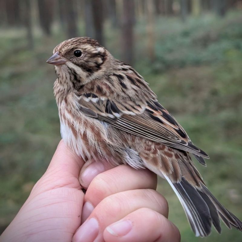  , !.    - (Emberiza rustica)