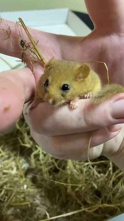 Внимание, выкрутите мимиметры, иначе они не выдержат!