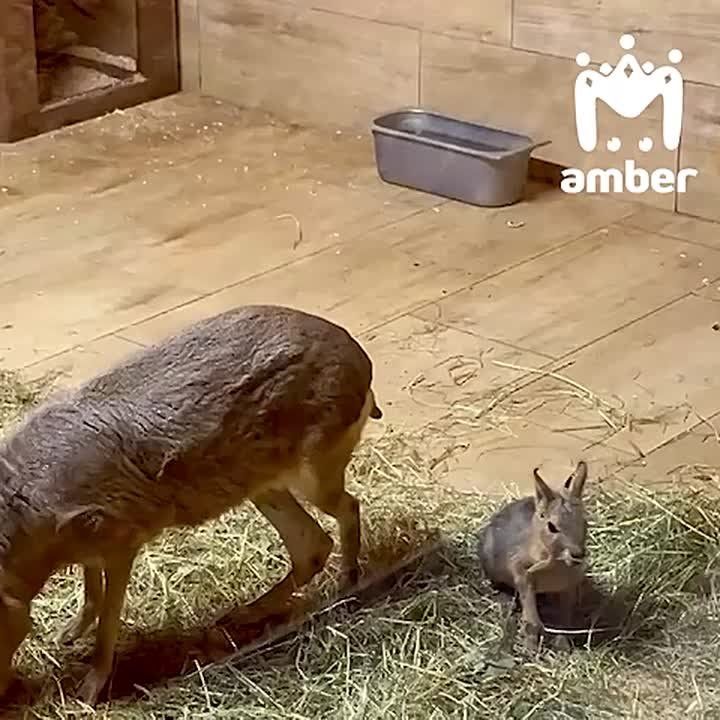 Пришли показать вам новорождённого малыша из нашего зоопарка