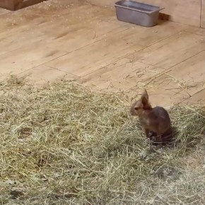 В калининградском зоопарке показали второго в этом году детёныша патагонской мары