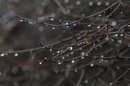 Воскресенье для калининградцев начнется и закончится дождем