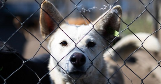 Стоит использовать «собахилы» и дать животному энтеросгель: кинологи рассказали, чем может обернуться зимняя прогулка с питомцами на улице