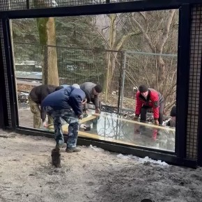 В калининградском зоопарке устанавливают смотровое стекло — в будущем через него можно будет понаблюдать за попугаями