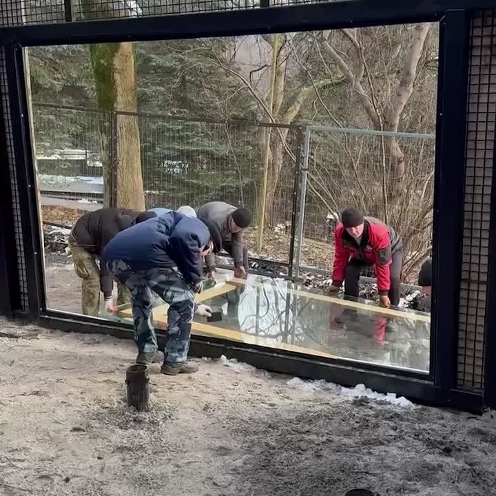 В калининградском зоопарке устанавливают смотровое стекло — в будущем через него можно будет понаблюдать за попугаями