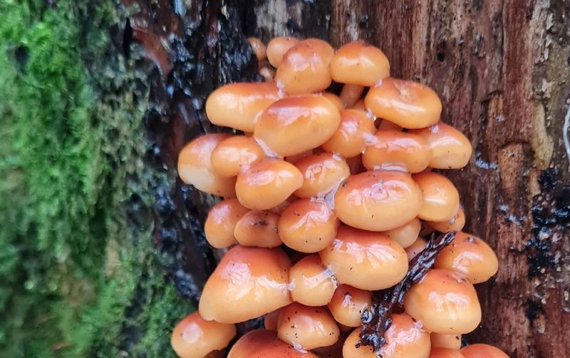 В Калининградской области началась «вторая смена» сезона грибов