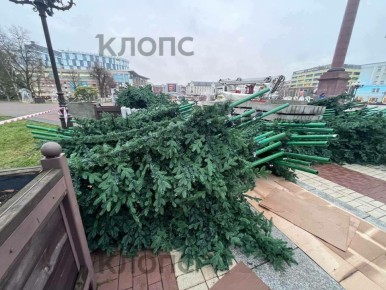 В Калининграде начали собирать главную ёлку с фонариками на каждой ветке