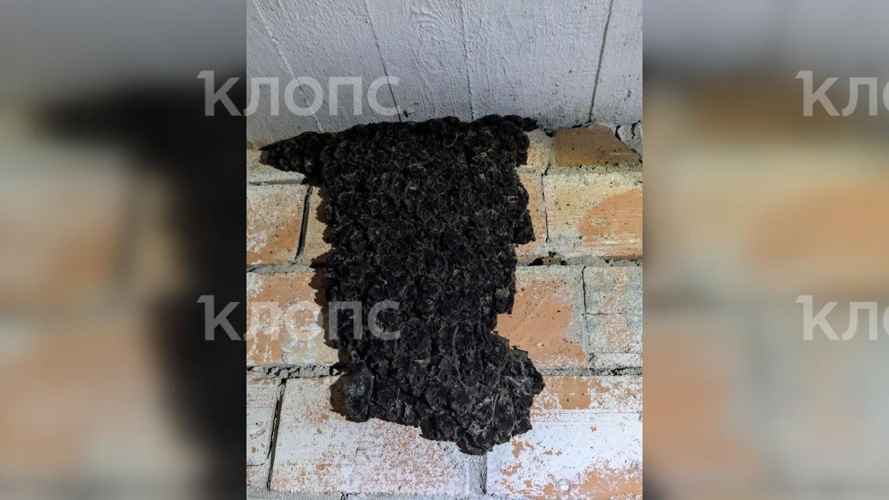 В бункере под Правдинском обнаружили «гобелен» из летучих мышей В бункере под Правдинском обнаружили «гобелен» из летучих мышей