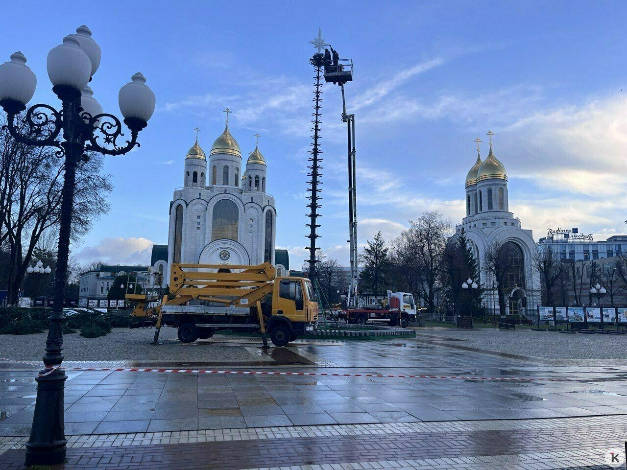 Торчит пока только макушка: в Калининграде главную городскую ёлку соберут за три дня Торчит пока только макушка: в Калининграде главную городскую ёлку соберут за три дня