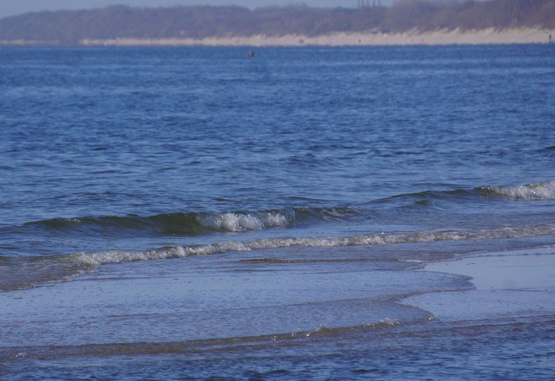Эти существа из Балтийского моря ускорят заживление ожогов