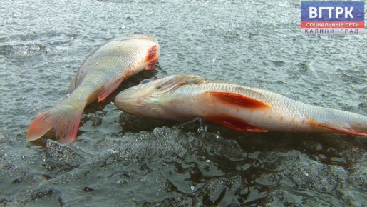 Калининградскими транспортными полицейскими в акватории Куршского залива пресечена незаконная ловя рыбы