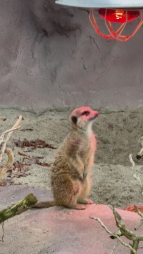 Спите? А сурикаты бдят. В зоопарке рассказали о графике дежурств маленьких зверьков