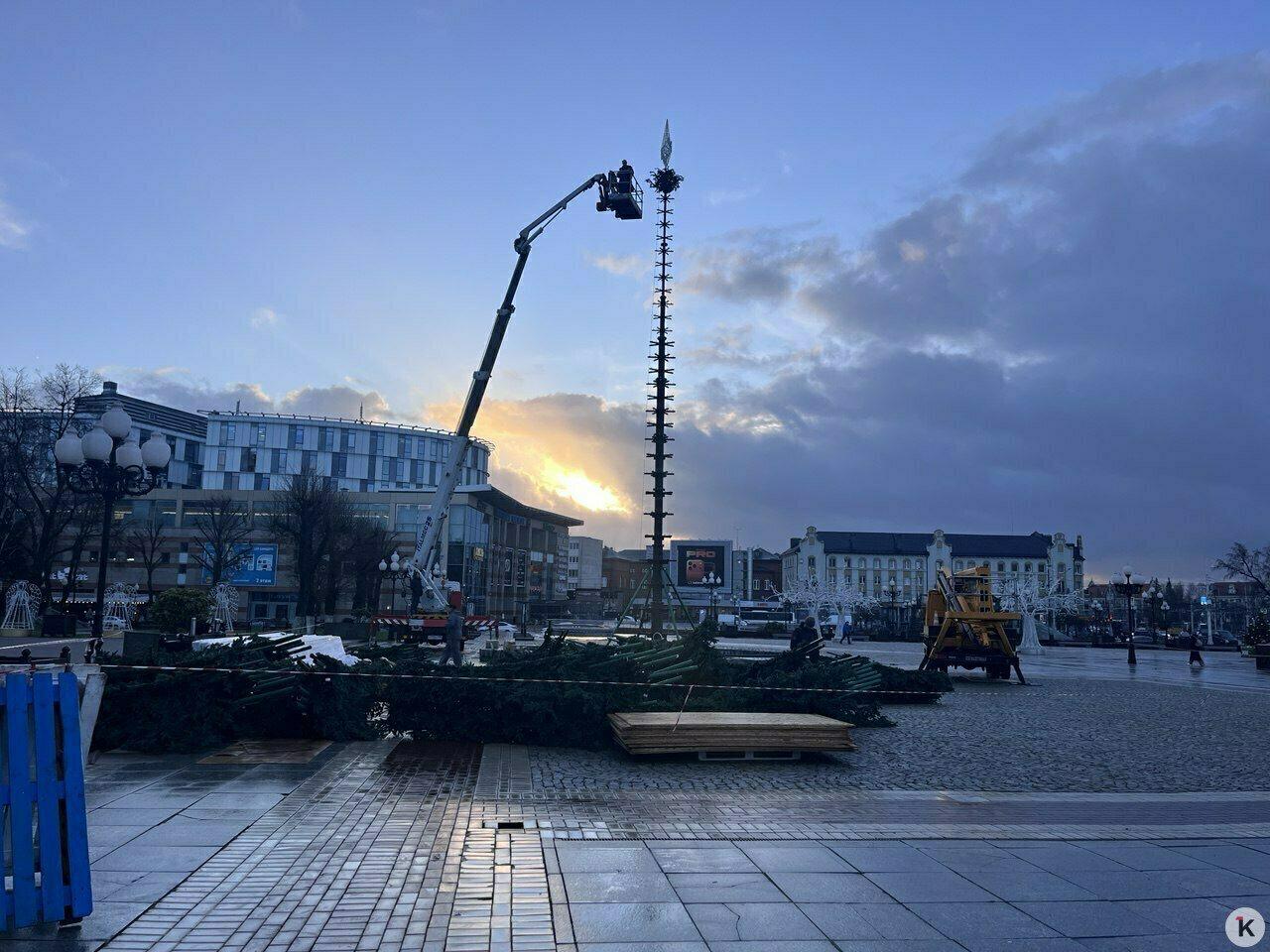 Торчит пока только макушка: в Калининграде главную городскую ёлку соберут за три дня Торчит пока только макушка: в Калининграде главную городскую ёлку соберут за три дня