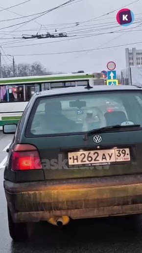 На перекрестке у Южного автовокзала очевидец встретил «банду» лебедей