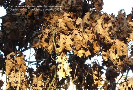 На Куршской косе растёт дуб, который круглый год не расстаётся с листвой: эксперт объяснил занятный феномен