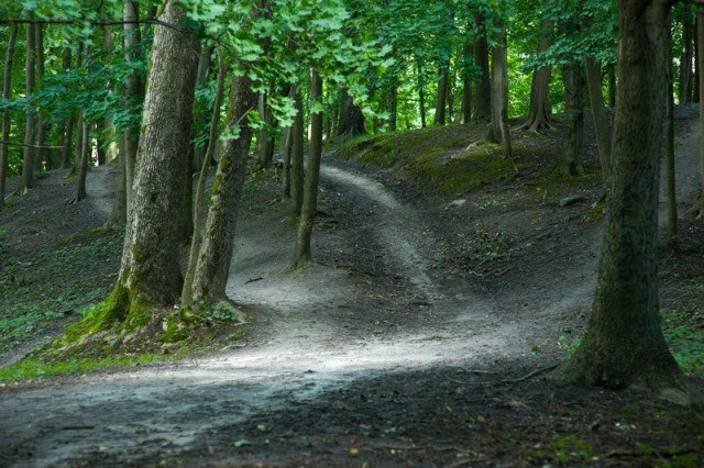 В Центральном парке Калининграда разрешили вырубить 29 деревьев