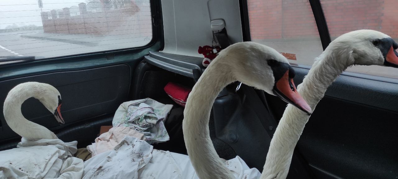 В Балтийске лебеди массово страдают из-за разлива нефтепродуктов В Балтийске лебеди массово страдают из-за разлива нефтепродуктов