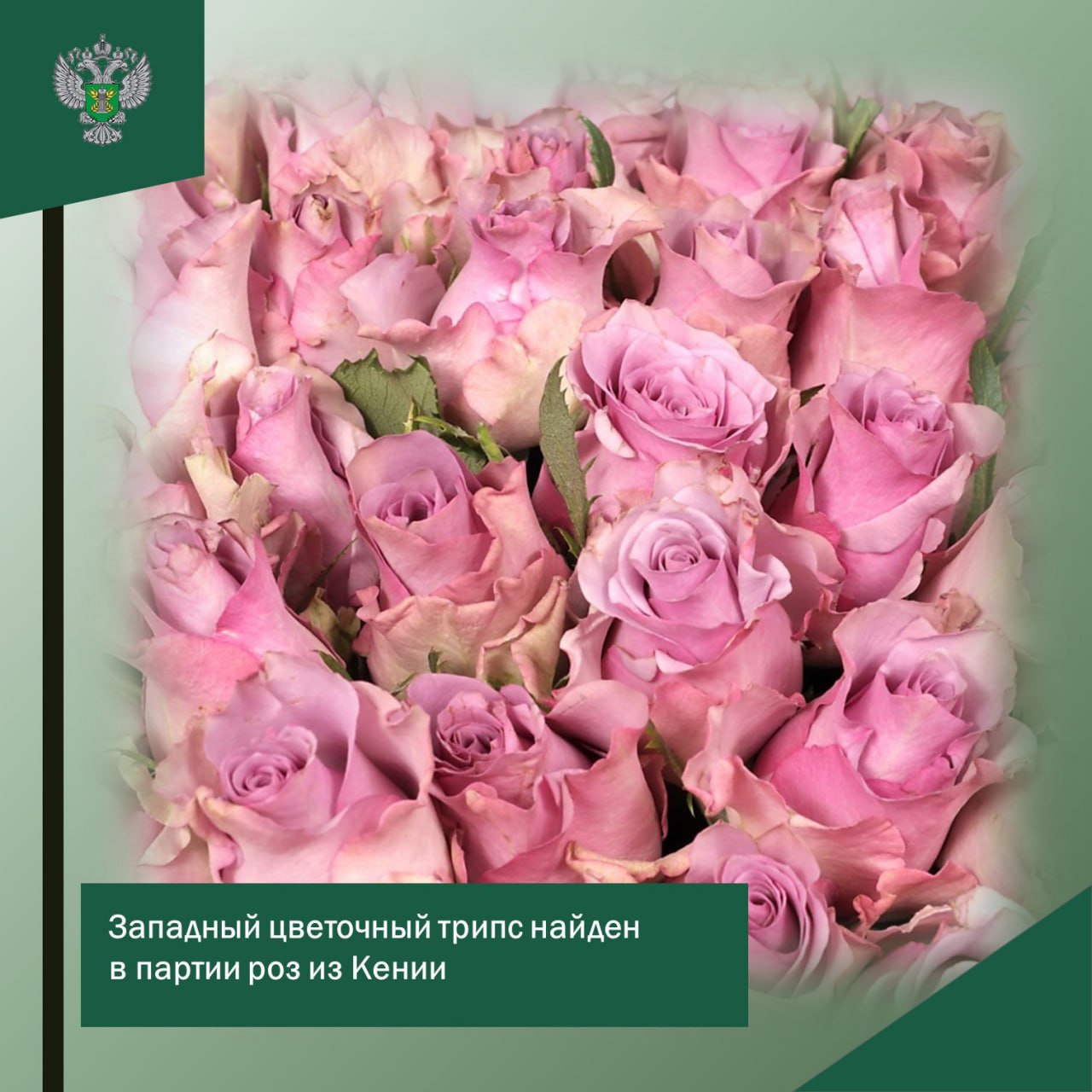 Западный цветочный трипс найден в партии роз из Кении