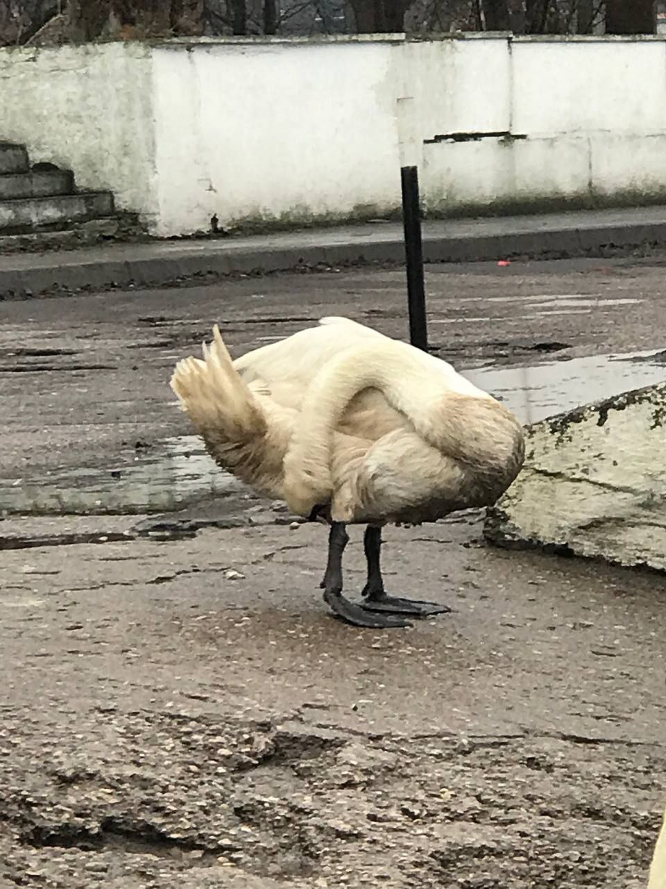 В Балтийске лебеди массово страдают из-за разлива нефтепродуктов В Балтийске лебеди массово страдают из-за разлива нефтепродуктов