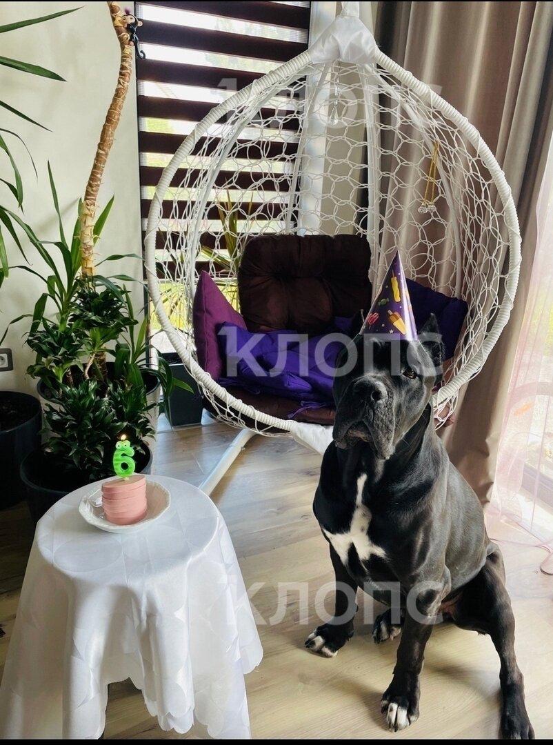 «Ты только не пугайся — твой Чейз бежит по трассе»: хозяйка передержки под Калининградом заплатит за гибель кане-корсо