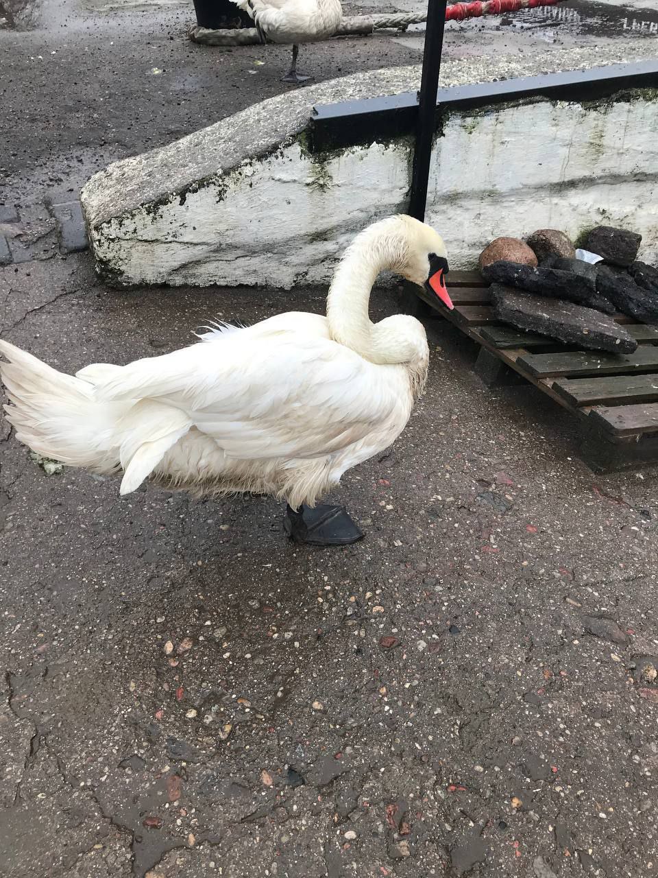 В Балтийске лебеди массово страдают из-за разлива нефтепродуктов В Балтийске лебеди массово страдают из-за разлива нефтепродуктов