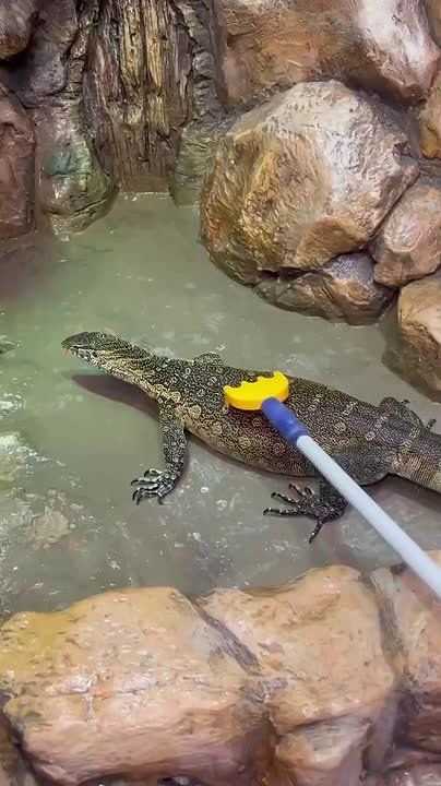 В зоопарке показали утренние процедуры варана Хлыста