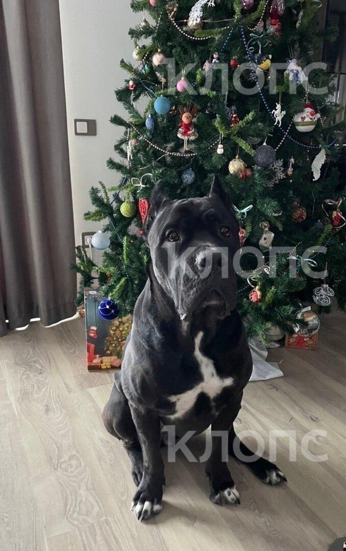 «Ты только не пугайся — твой Чейз бежит по трассе»: хозяйка передержки под Калининградом заплатит за гибель кане-корсо «Ты только не пугайся — твой Чейз бежит по трассе»: хозяйка передержки под Калининградом заплатит за гибель кане-корсо