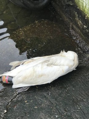 В Балтийске лебеди массово страдают из-за разлива нефтепродуктов