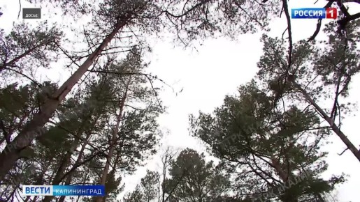 Национальный парк «Куршская коса» усиливает контроль за елочками