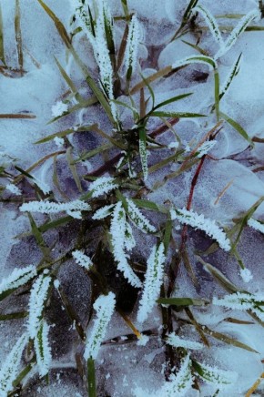 Застывшее во льду. Пока на улице +12, охлаждаемся морозными кадрами от Алисы Сидоровой