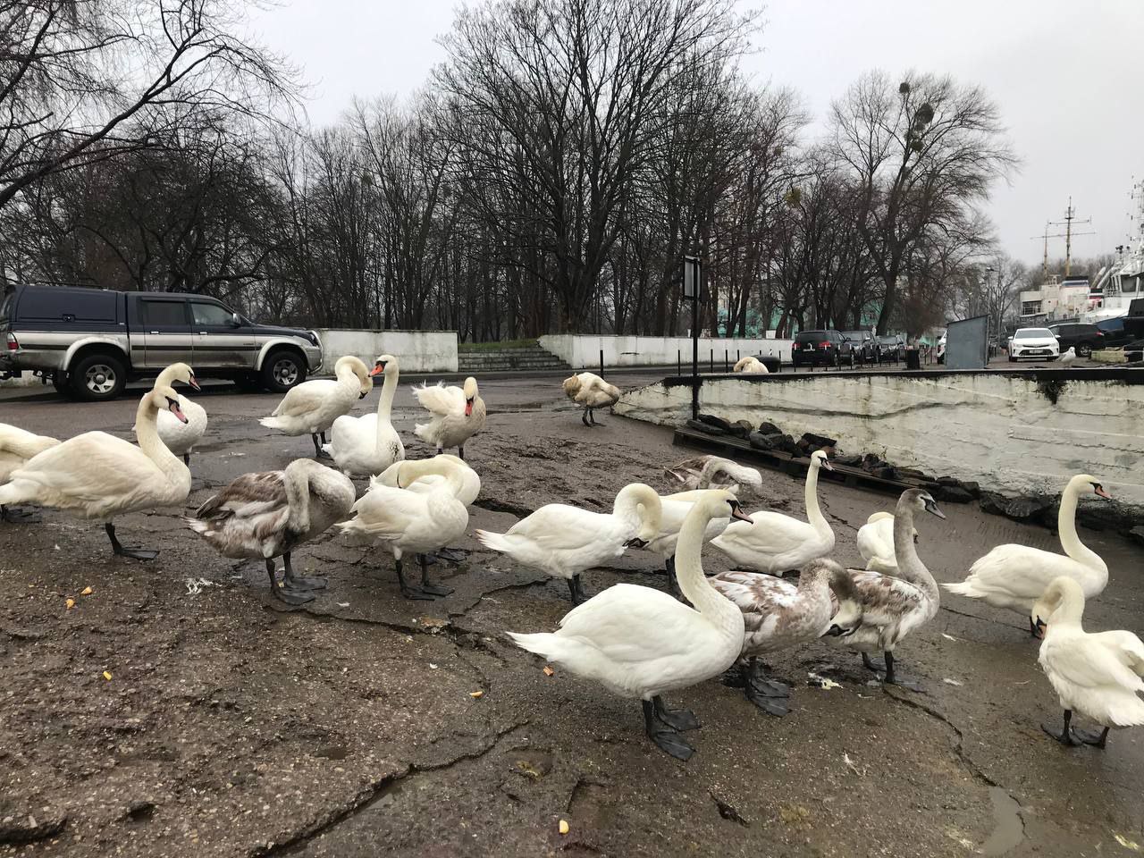 В Балтийске лебеди массово страдают из-за разлива нефтепродуктов В Балтийске лебеди массово страдают из-за разлива нефтепродуктов