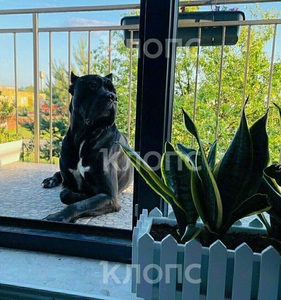 «Ты только не пугайся — твой Чейз бежит по трассе»: хозяйка передержки под Калининградом заплатит за гибель кане-корсо «Ты только не пугайся — твой Чейз бежит по трассе»: хозяйка передержки под Калининградом заплатит за гибель кане-корсо