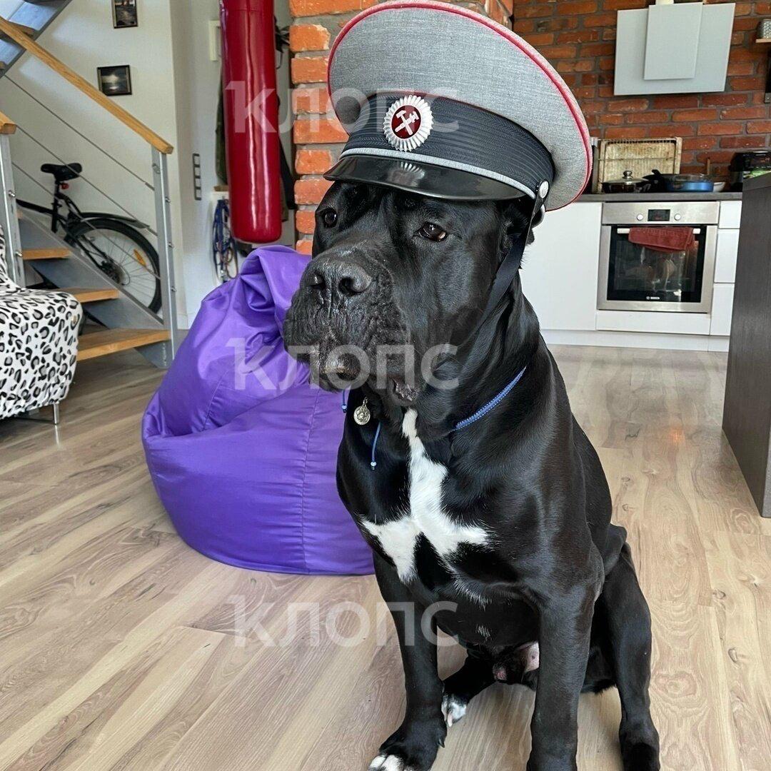 «Ты только не пугайся — твой Чейз бежит по трассе»: хозяйка передержки под Калининградом заплатит за гибель кане-корсо «Ты только не пугайся — твой Чейз бежит по трассе»: хозяйка передержки под Калининградом заплатит за гибель кане-корсо