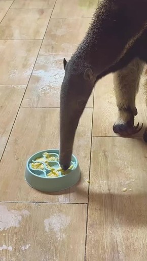 В Калининградском зоопарке муравьед Мурашка пробует есть из сложной миски