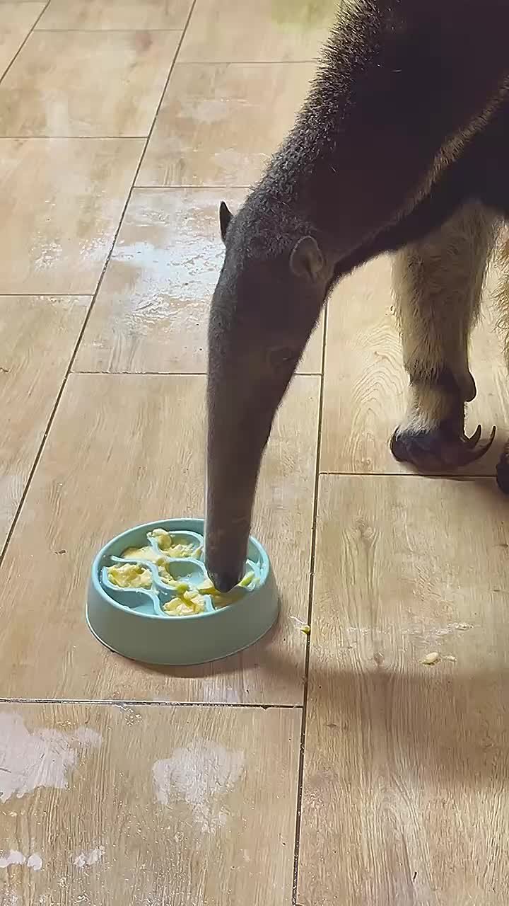 В Калининградском зоопарке муравьед Мурашка пробует есть из сложной миски