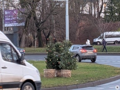Новогодние пихты на разворотном кольце в Калининграде вызвали у горожан вопросы