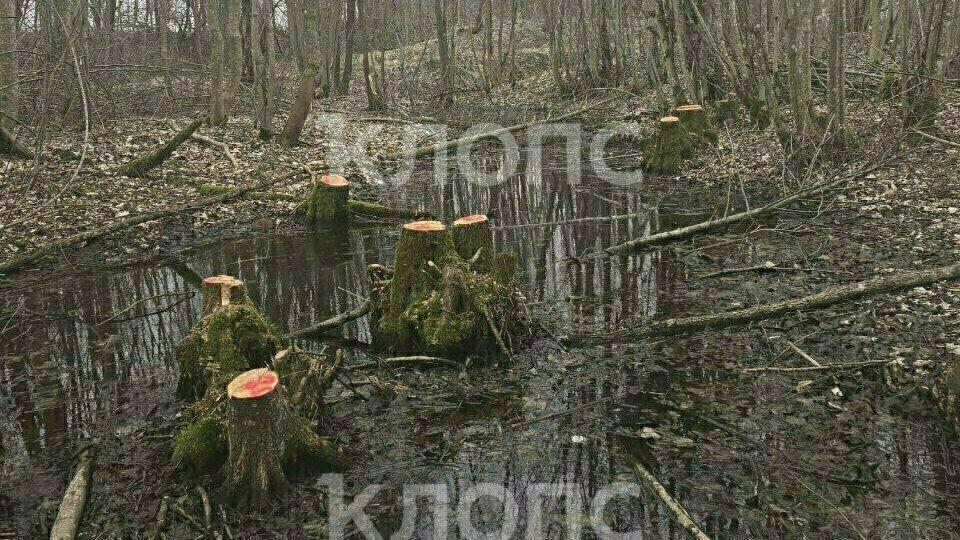 В Калининградской области в 2025 году незаконно вырубили леса на 50 млн рублей