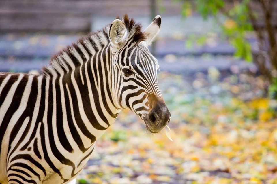 Калининградский зоопарк планирует покупку зебры