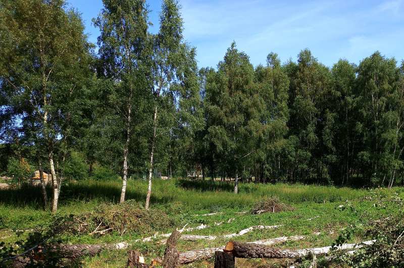 Леса под Калининградом становятся логовом непотребств десятков человек