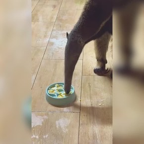 В калининградском зоопарке муравьед Мурашка опробовала подарок, который ей сделали участники акции «Новогодние подарки для животных»