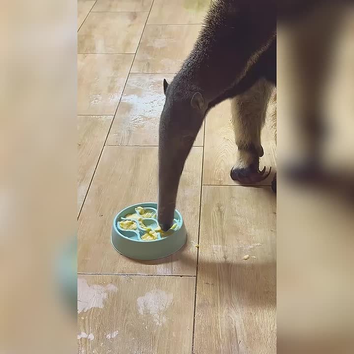 В калининградском зоопарке муравьед Мурашка опробовала подарок, который ей сделали участники акции «Новогодние подарки для животных»