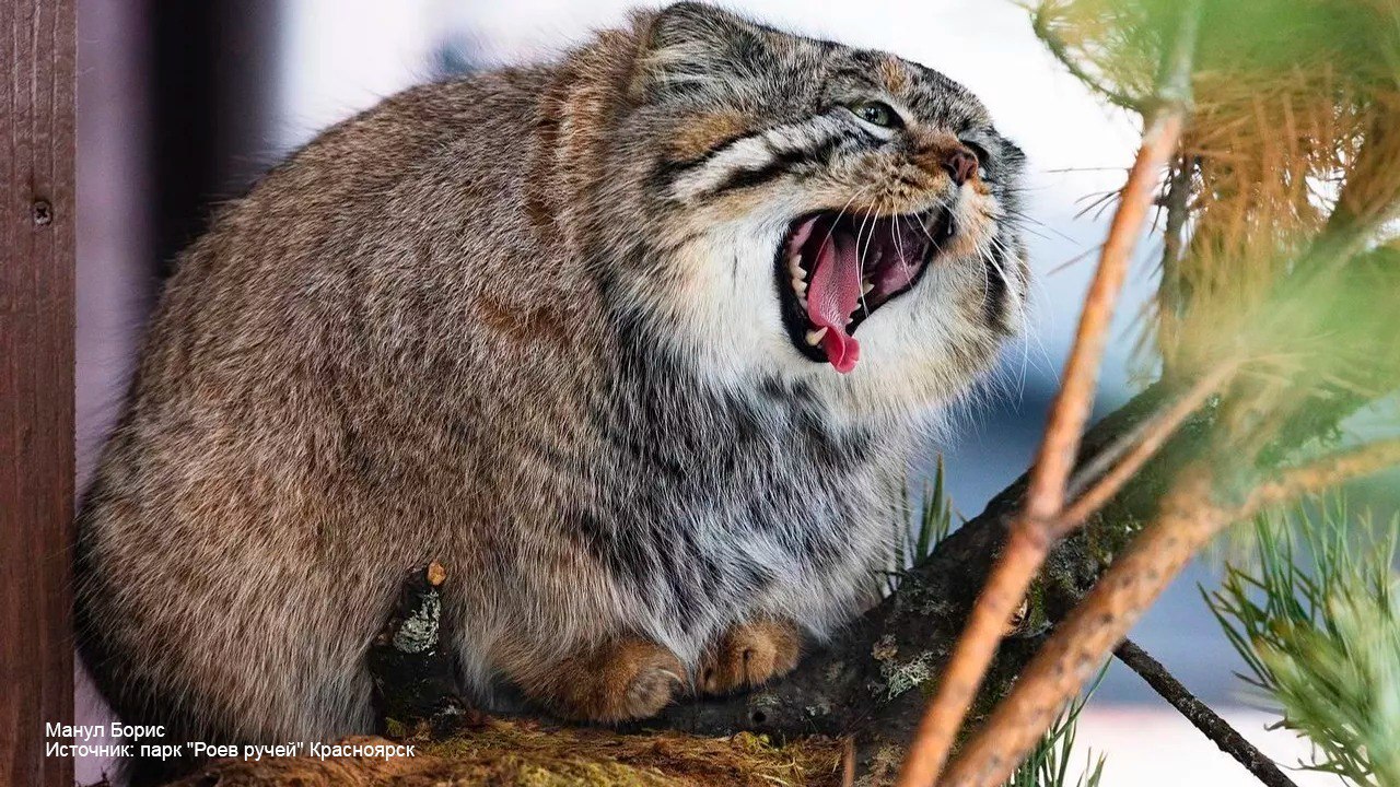 Манулы из российских зоопарков успешно завершили процесс подготовки к зиме! Манулы из российских зоопарков успешно завершили процесс подготовки к зиме!