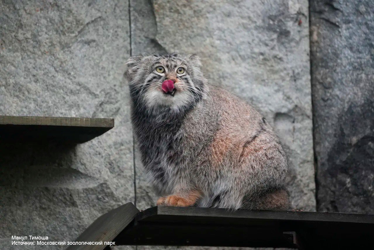 Манулы из российских зоопарков успешно завершили процесс подготовки к зиме! Манулы из российских зоопарков успешно завершили процесс подготовки к зиме!