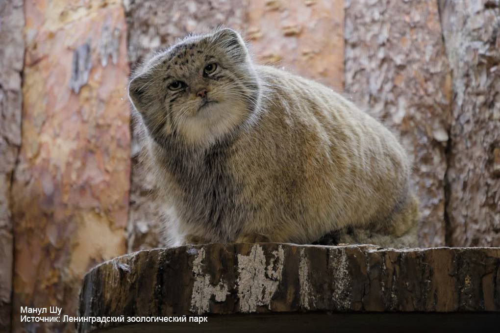 Манулы из российских зоопарков успешно завершили процесс подготовки к зиме!